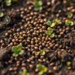 creeping thyme seeds